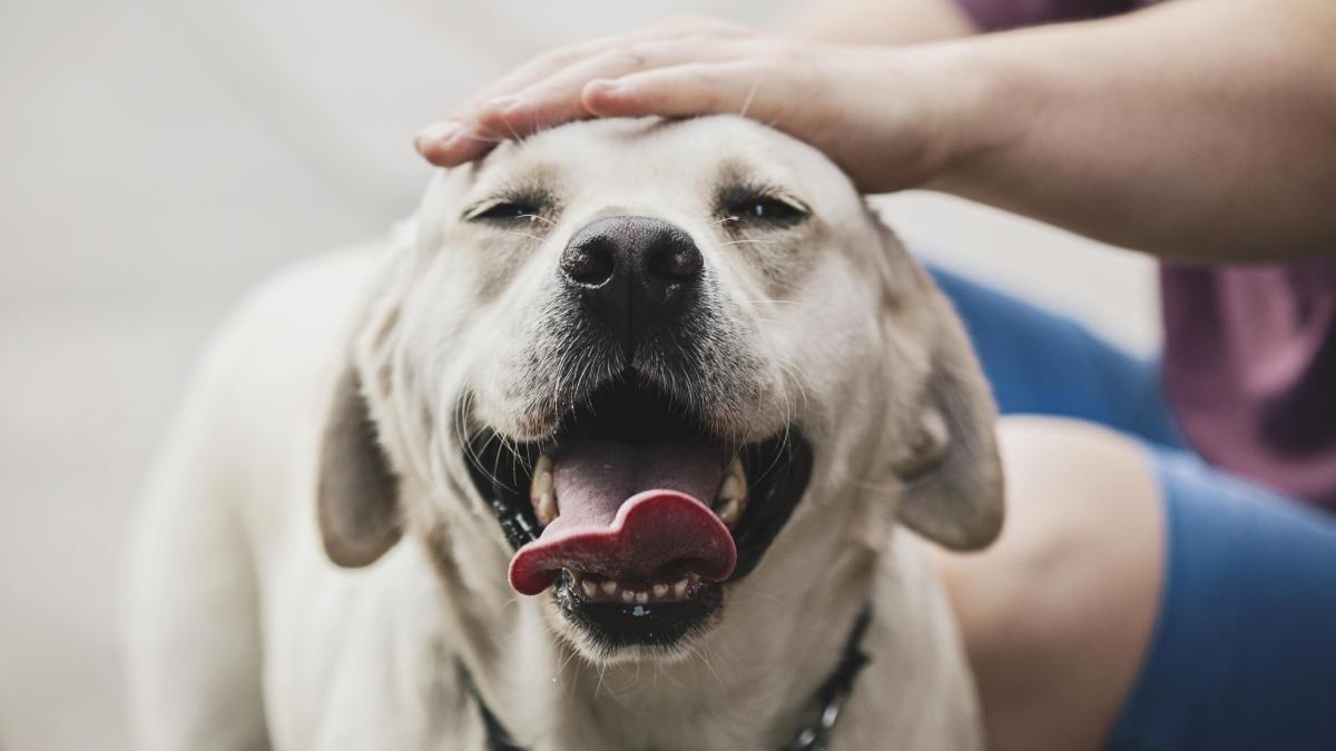 Do Dogs Think We’re Just Hairless, Clumsy Dogs?