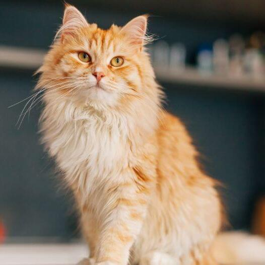 Do Long-Haired Cats Really Get More Attention?