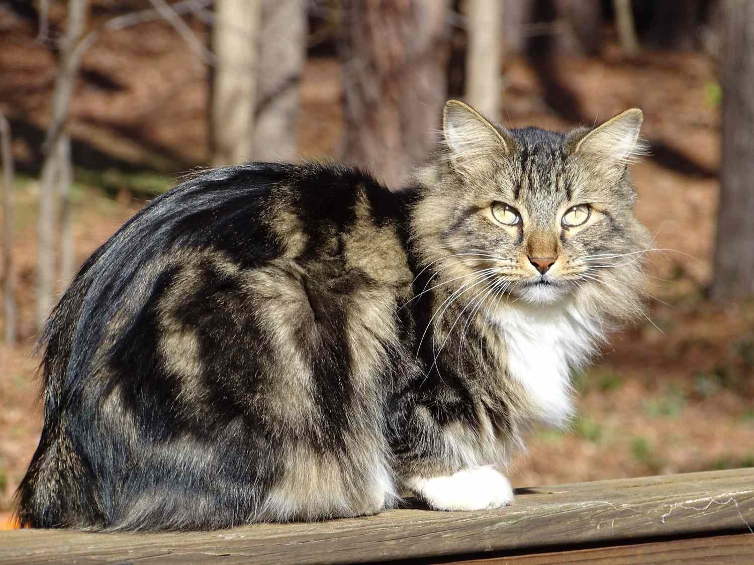 Do Long-Haired Cats Really Get More Attention?