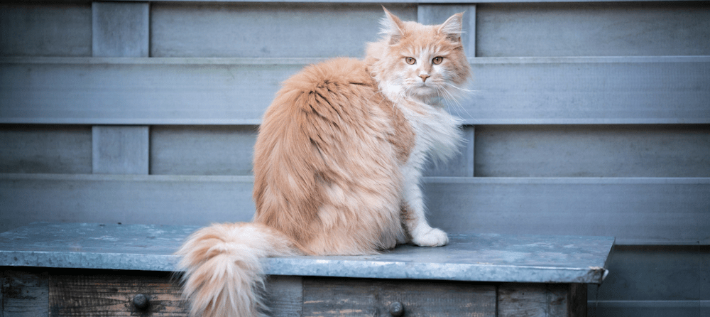 Do Long-Haired Cats Really Get More Attention?