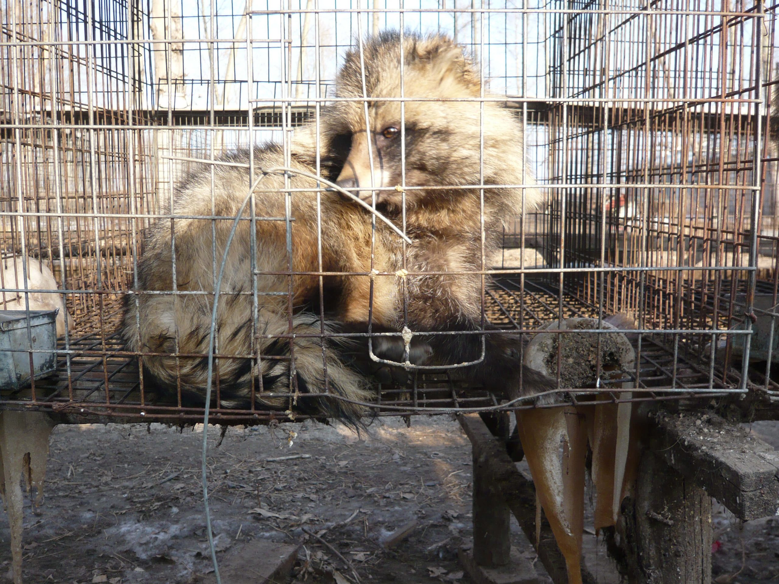 Furry Farmers: Animals That Help Keep The Farm Running