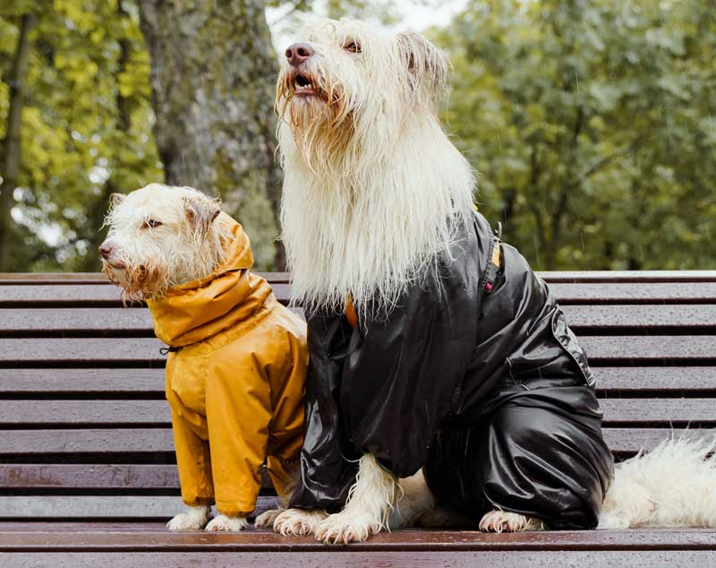 Furry Fashion: Why Some Dogs Need Coats in the Winter