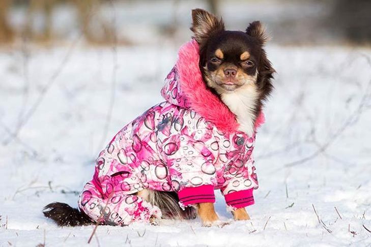 Furry Fashion: Why Some Dogs Need Coats in the Winter