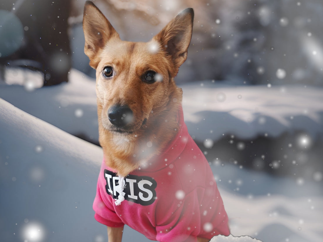 Furry Fashion: Why Some Dogs Need Coats in the Winter