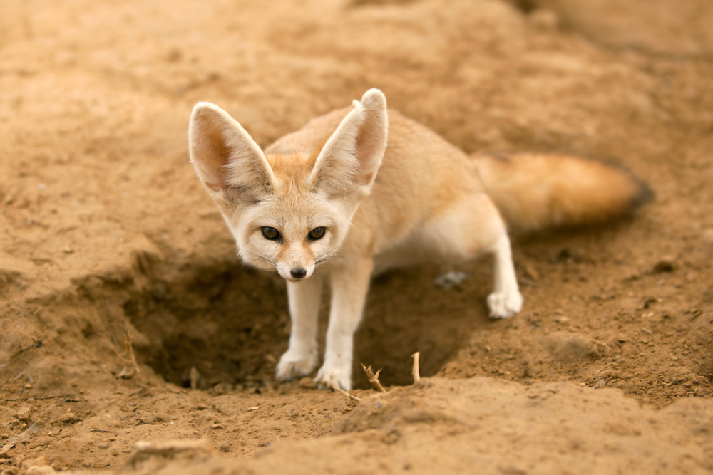 How Fur Helps Wild Animals Survive In The Desert