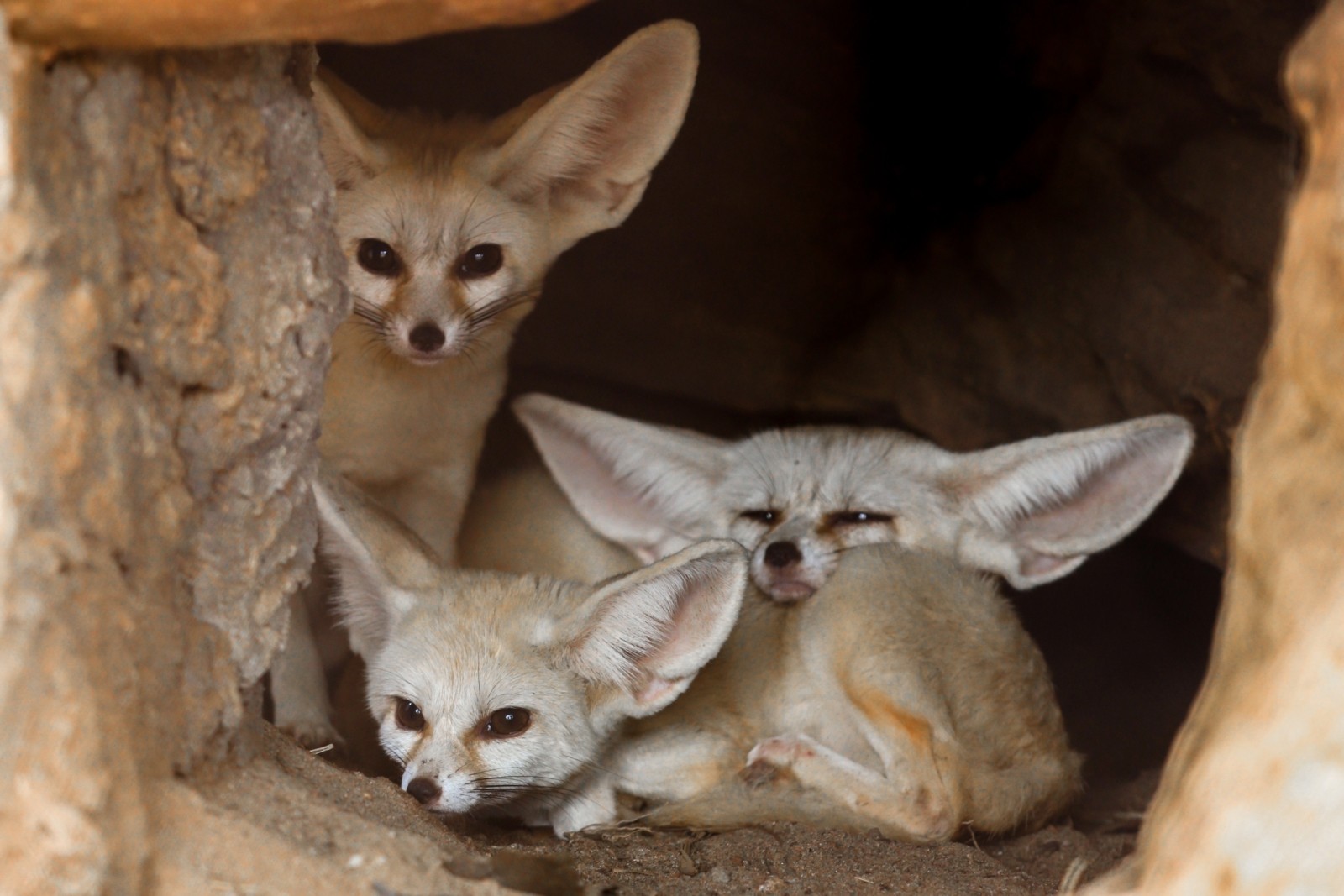 How Fur Helps Wild Animals Survive In The Desert