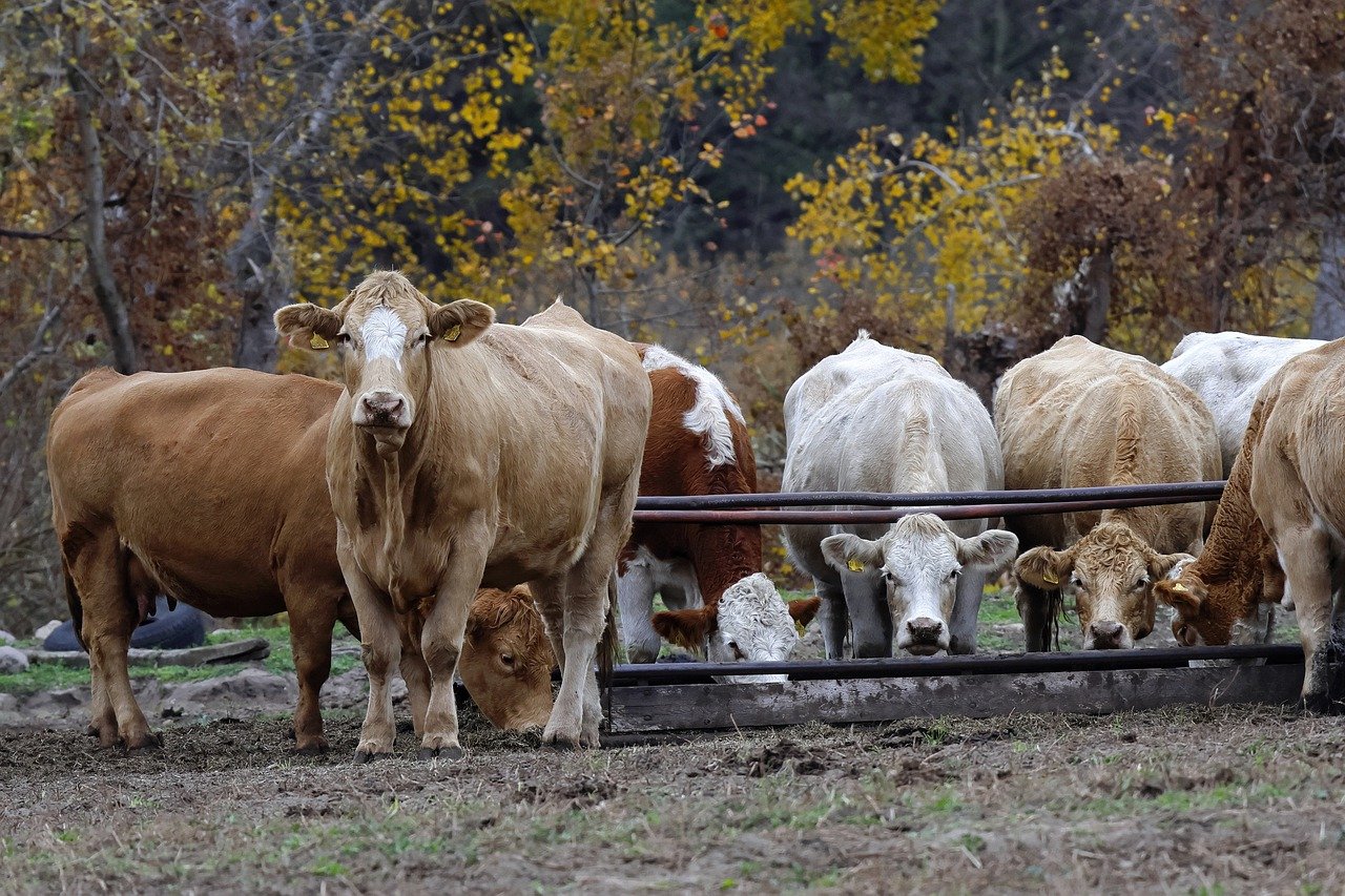 How Fur Plays A Role In Farm Animal Health