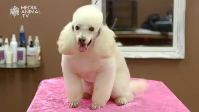 How to Groom Your Fluffy Dog Like a Pro