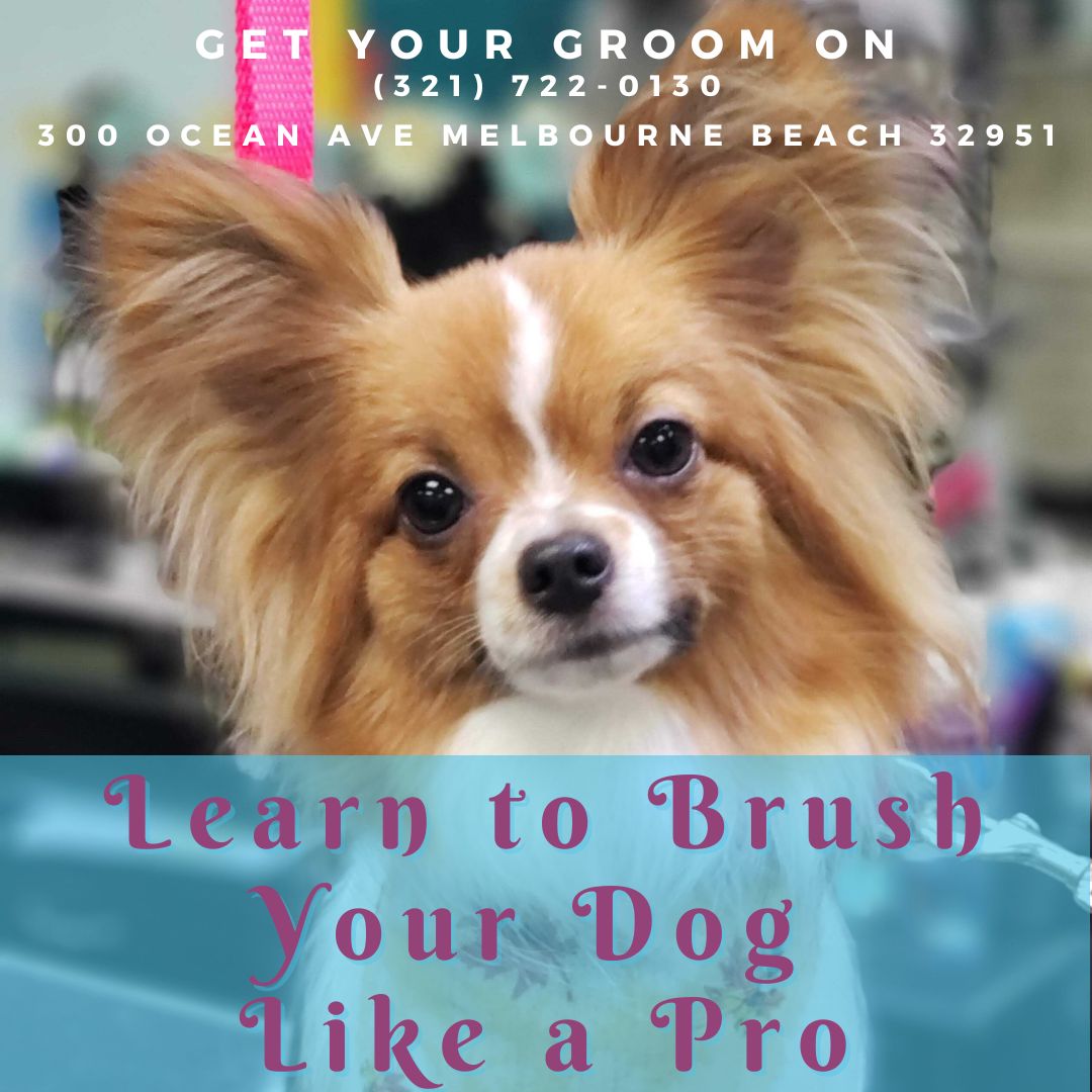 How to Groom Your Fluffy Dog Like a Pro