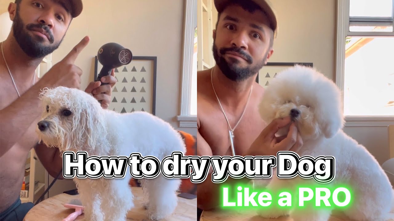 How to Groom Your Fluffy Dog Like a Pro