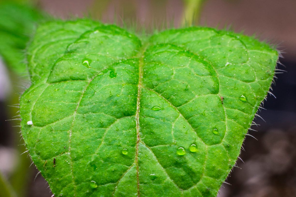 Is There a Reason Why Some Leaves Are Hairy?