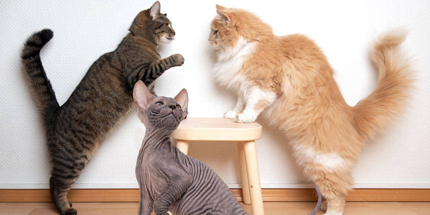 Long-Haired Cats vs. Short-Haired Cats: What’s the Difference?