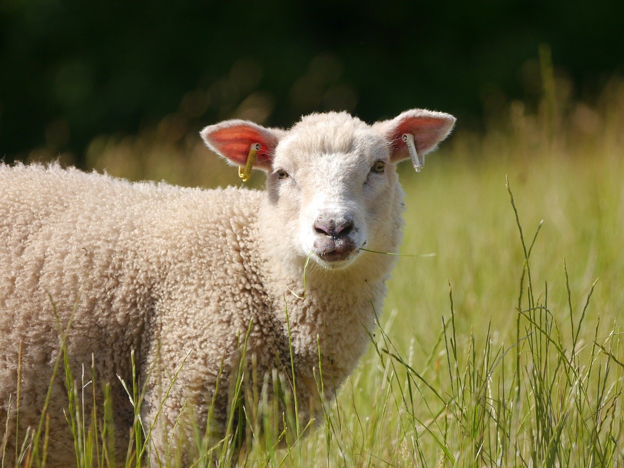 Sheep, Goats, And Their Fluffy Friends: Who Has The Best Fur?