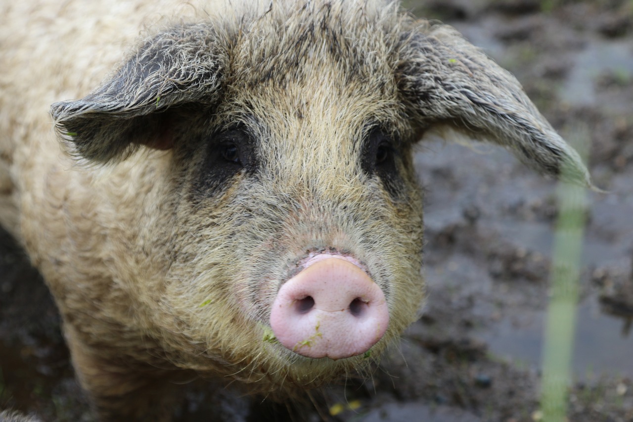 The Curious Case Of Curly Haired Pigs