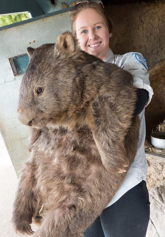 The Fluffiest Marsupial: Meet The Wombat