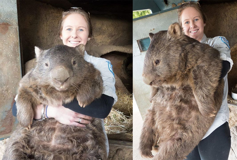 The Fluffiest Marsupial: Meet The Wombat