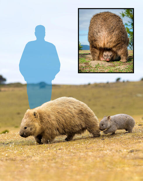 The Fluffiest Marsupial: Meet The Wombat