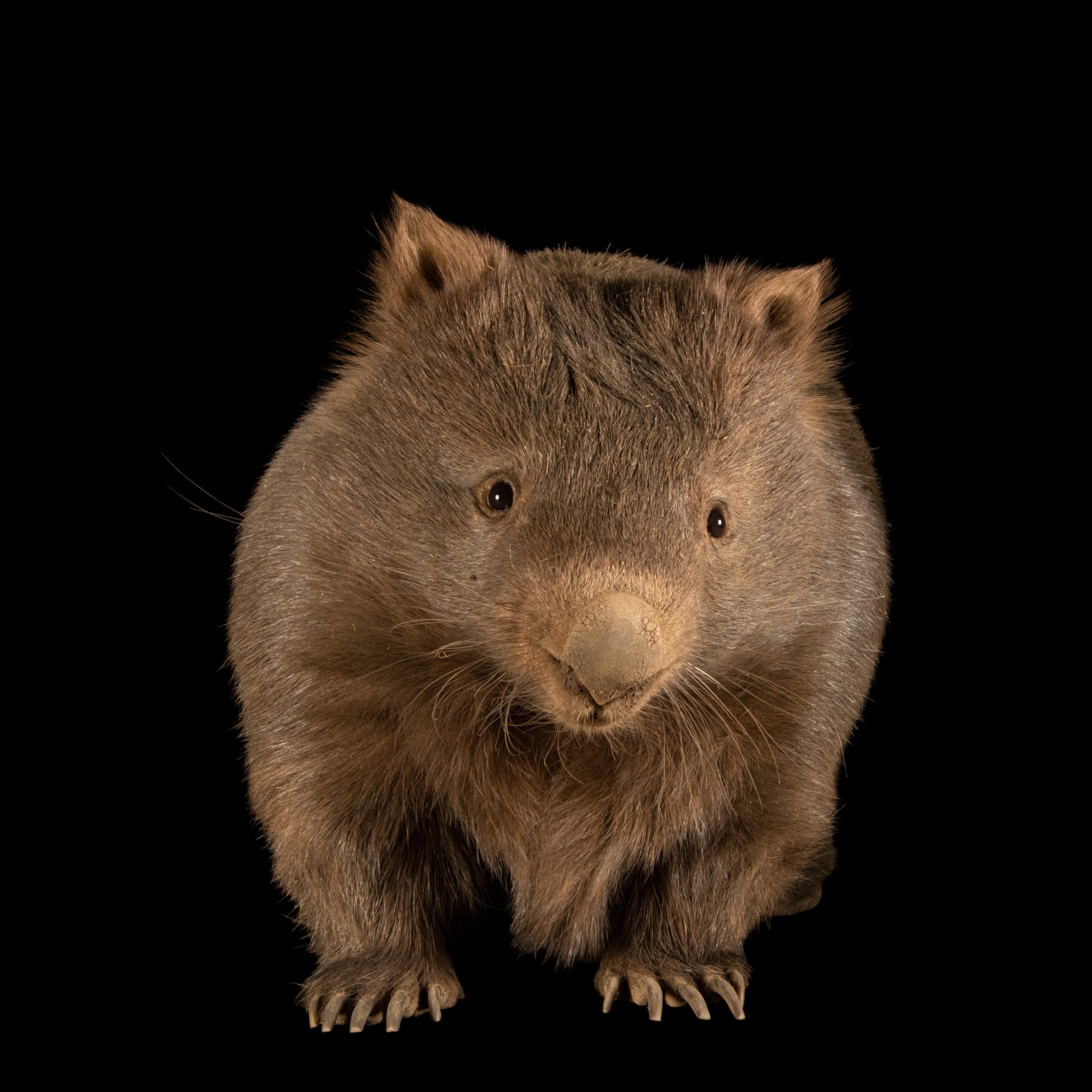 The Fluffiest Marsupial: Meet The Wombat