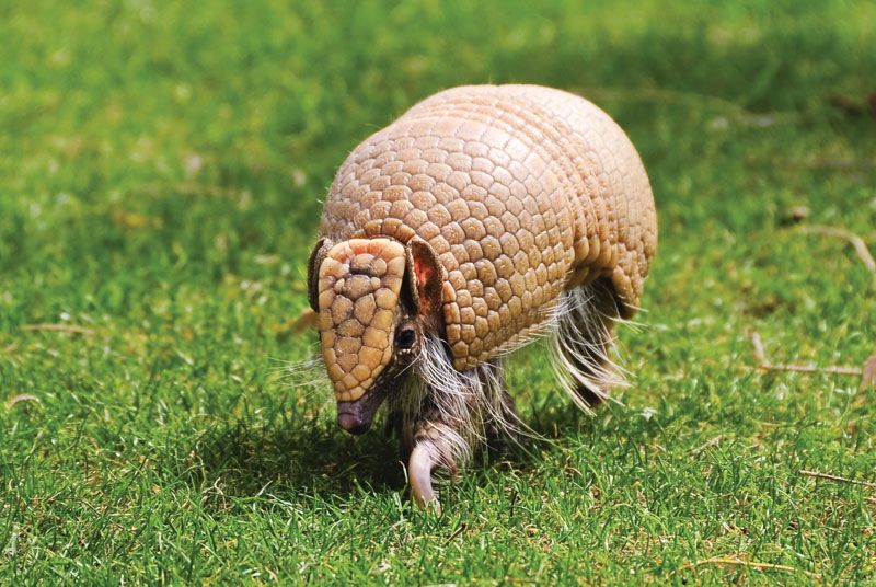 The Furry Armadillo: Natures Armor-Clad Mammal