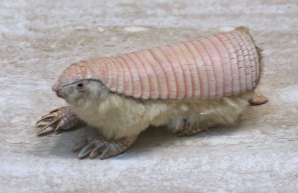 The Furry Armadillo: Natures Armor-Clad Mammal