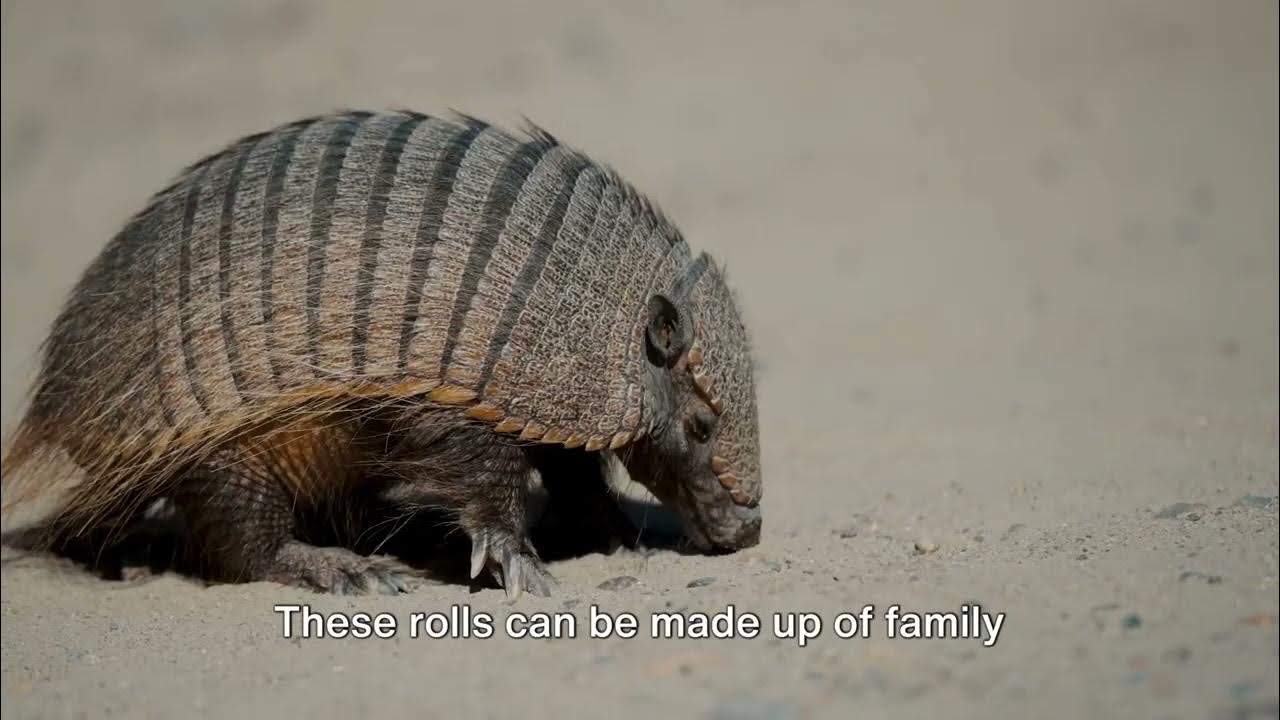 The Furry Armadillo: Natures Armor-Clad Mammal