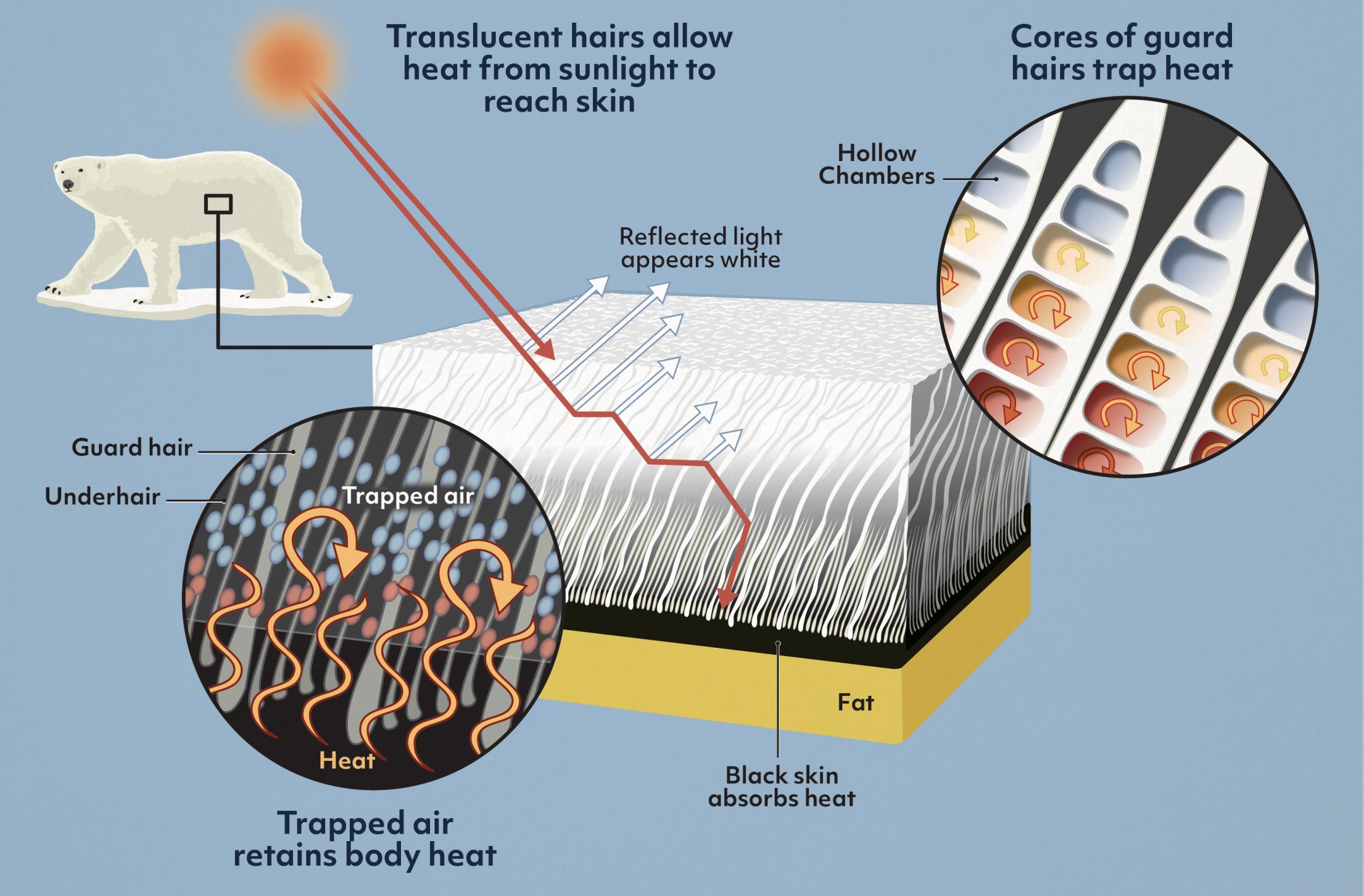 The Furry Residents Of The Arctic: How Their Fur Keeps Them Warm