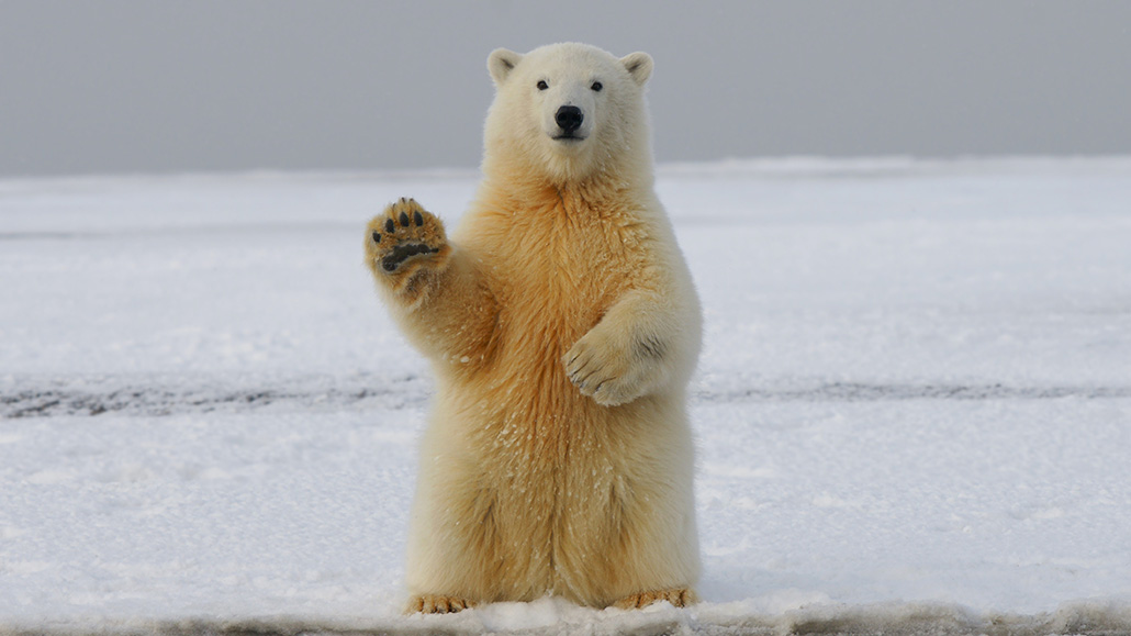 The Furry Residents Of The Arctic: How Their Fur Keeps Them Warm