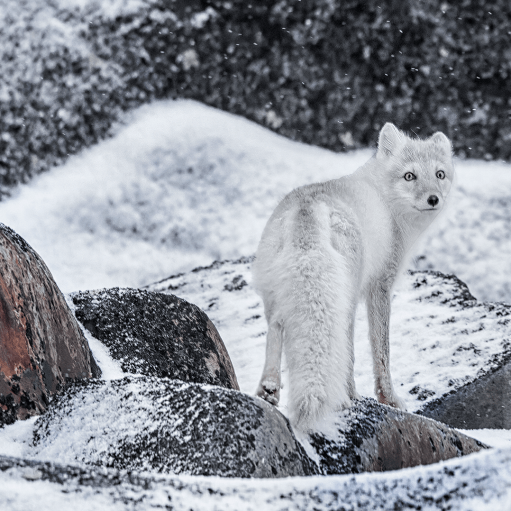 The Furry Residents Of The Arctic: How Their Fur Keeps Them Warm