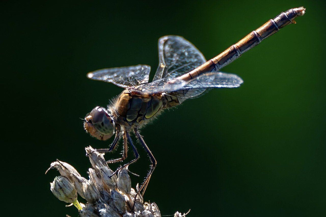 The Surprising World Of Furry Insects