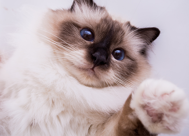 The Top 5 Softest Cat Breeds Based on Fur