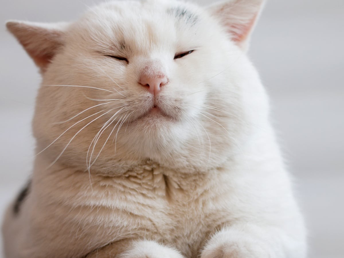 The Top 5 Softest Cat Breeds Based on Fur