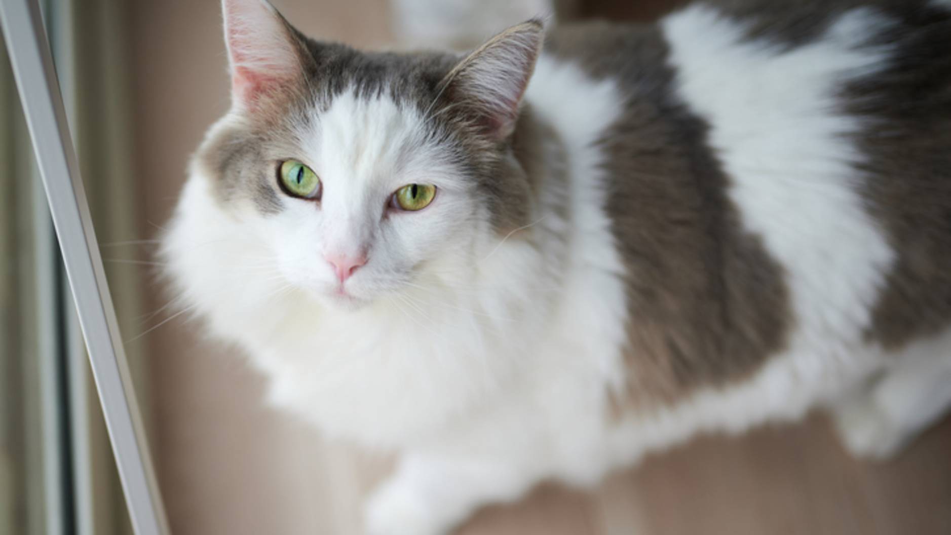 The Top 5 Softest Cat Breeds Based on Fur