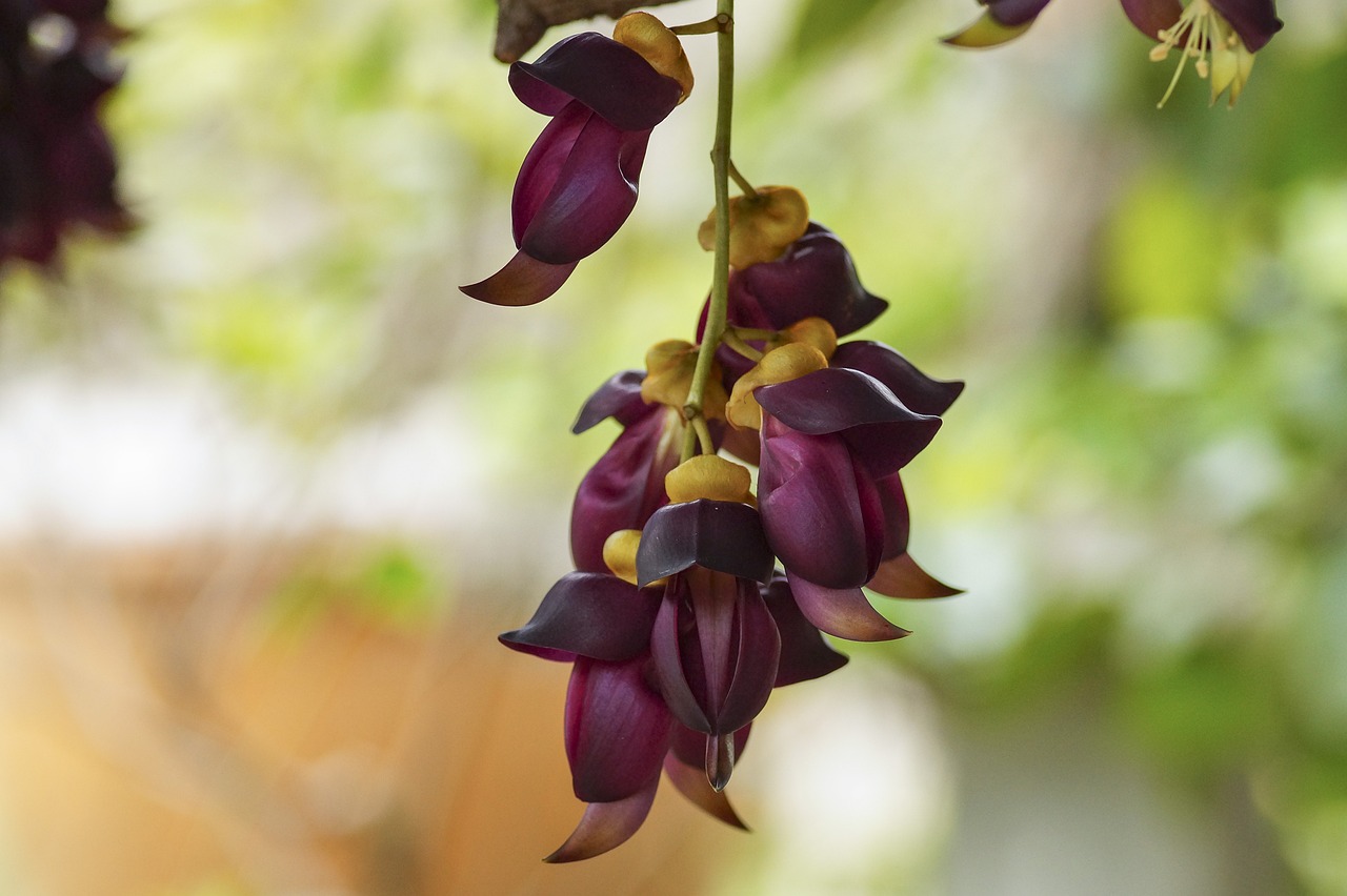 The Velvet Bean: Natures Fuzzy Surprises