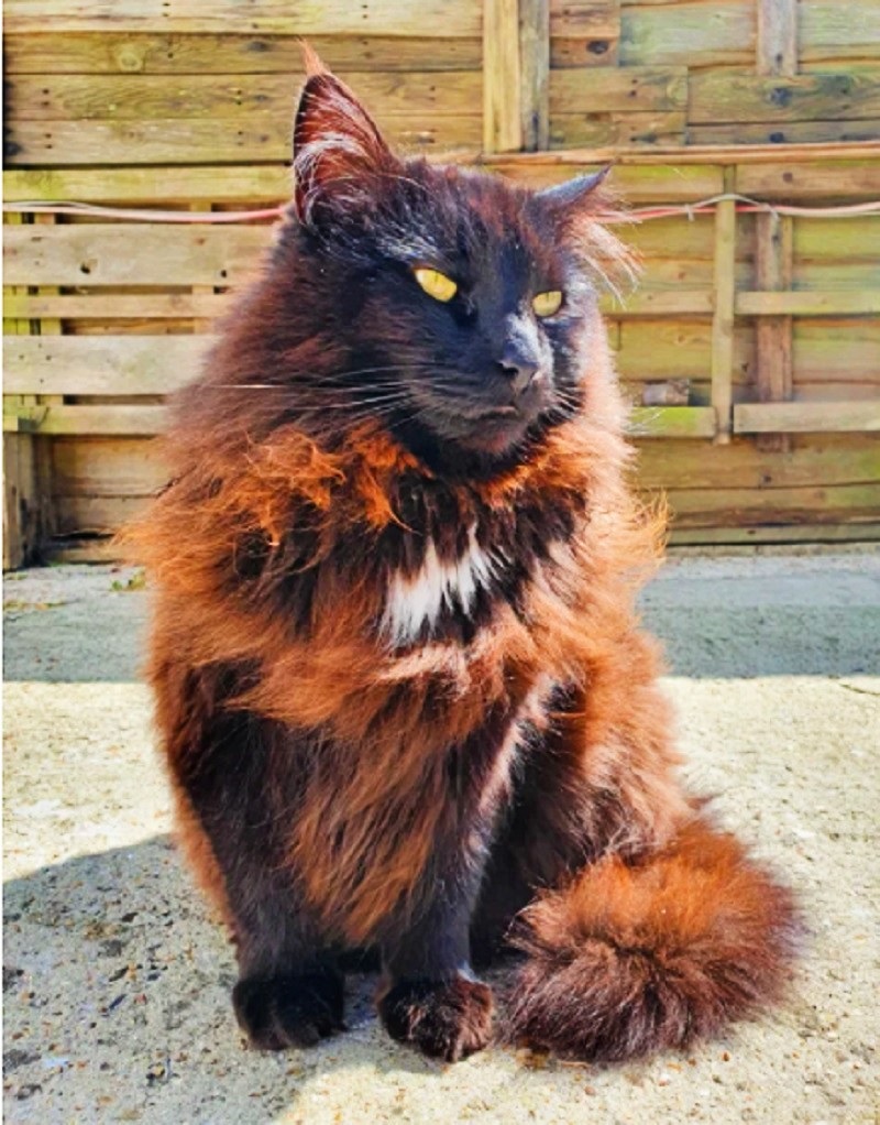 Why Does My Cat’s Fur Change Color? A Humorous Dive into Feline Fur Physics