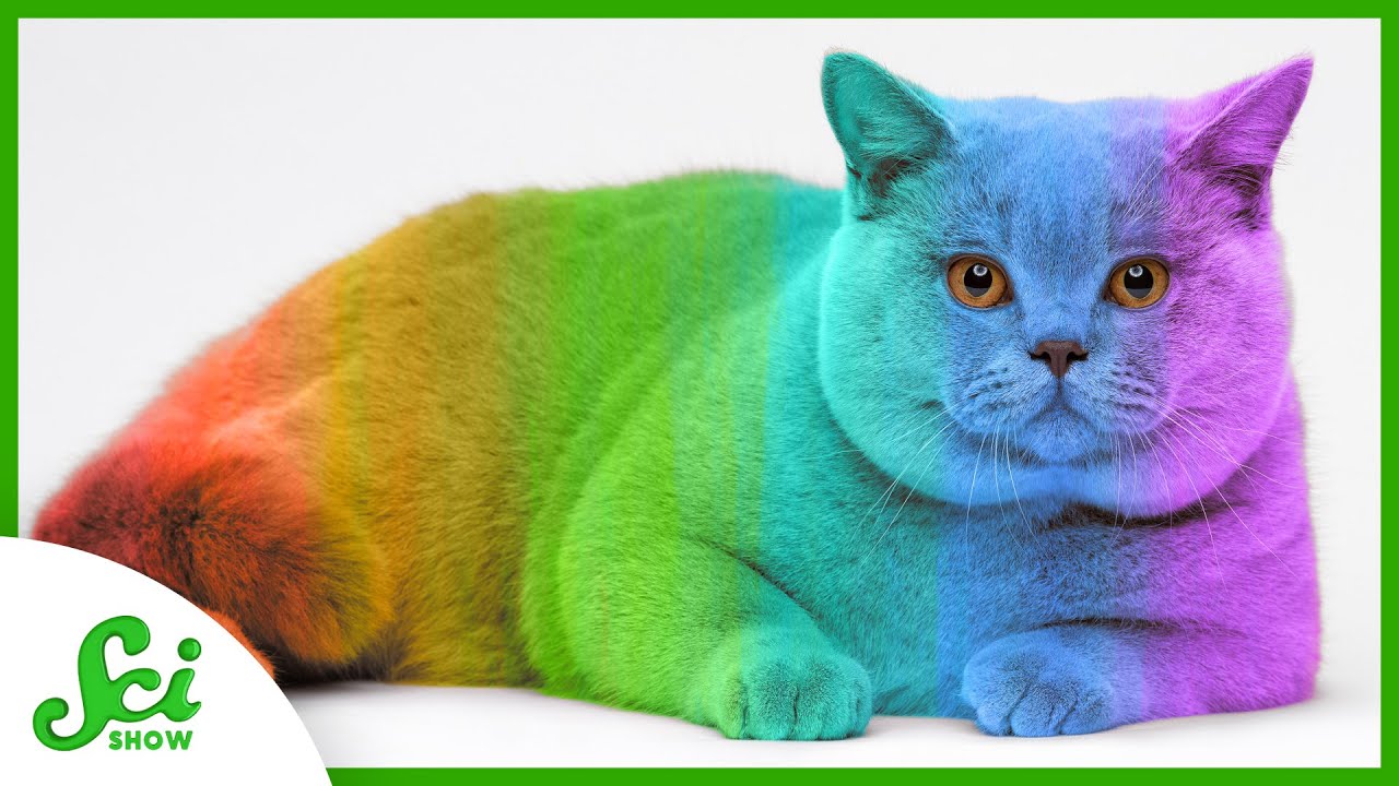 Why Does My Cat’s Fur Change Color? A Humorous Dive into Feline Fur Physics