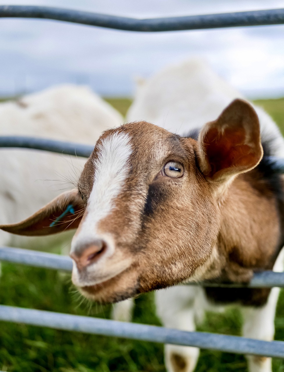 Why Does My Goat Shed Its Fur?