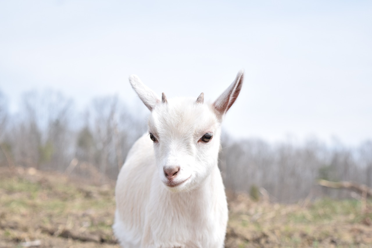 Why Does My Goat Shed Its Fur?